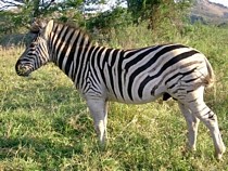 Zebra